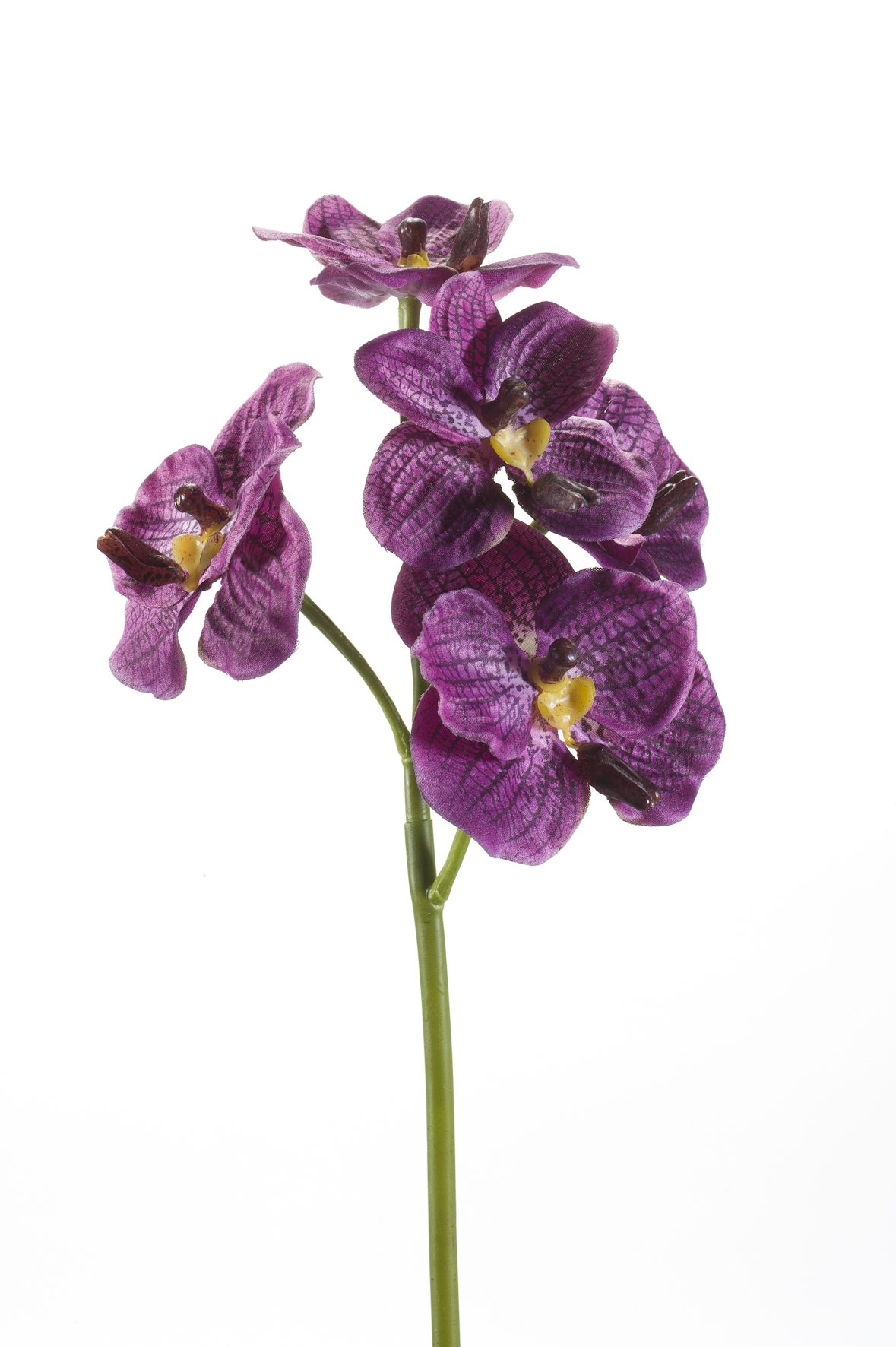 Purple Orchid