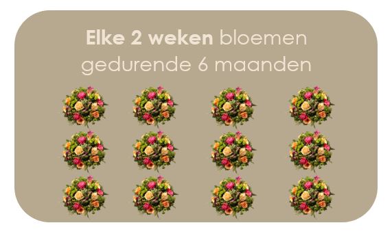 2 Wekelijks Abonnement 6 maanden