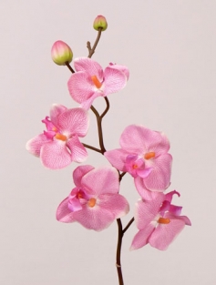 Pink Orchid