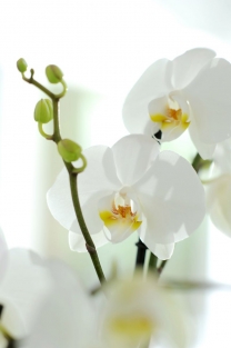 White Orchid