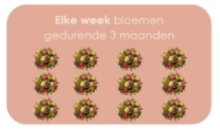 Wekelijks Abonnement 3 maanden